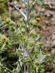 Cirsium parryi