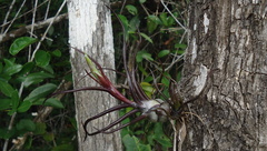 Tillandsia bulbosa