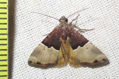 Ozarba hemiochra