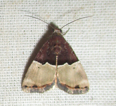 Ozarba hemiochra