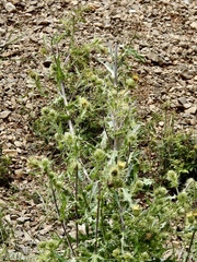 Cirsium parryi