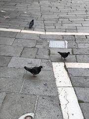 Columba livia domestica