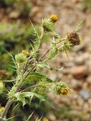 Cirsium parryi