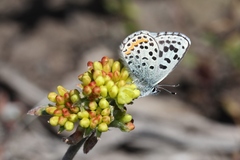 Euphilotes ancilla