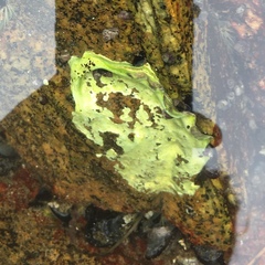 Halichondria panicea