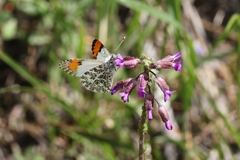 Anthocharis julia sulfuris