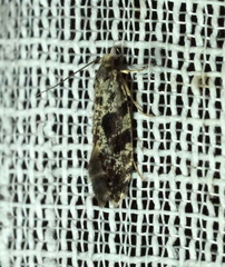 Nemapogon granella