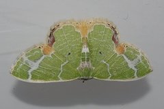 Comibaena nigromacularia