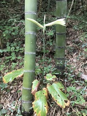 王天, CC BY, iNaturalist via GBIF Cardiocrinum cathayanum, photograph 王天, CC BY, iNaturalist via GBIF