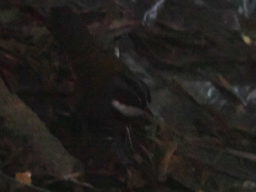 Sierra Nevada Brushfinch (Arremon basilicus), photo 7
