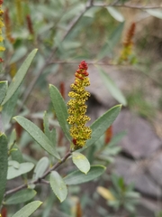 Colliguaja salicifolia