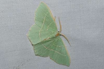 Hemistola veneta
