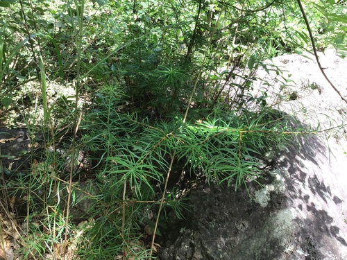 Golden-Larch (Pseudolarix amabilis)