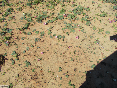 Romulea biflora