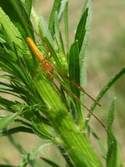 Tetragnatha straminea
