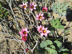 Romulea biflora