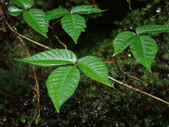 Toxicodendron orientale