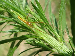 Tetragnatha straminea