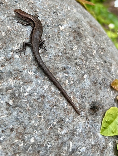 Lampropholis delicata observed 2025-04-11