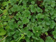 Fragaria hayatae