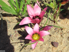 Romulea biflora