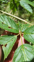 Rubus argutus, photograph cwarneke, CC0, iNaturalist via GBIF