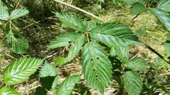 Rubus argutus, photograph cwarneke, CC0, iNaturalist via GBIF