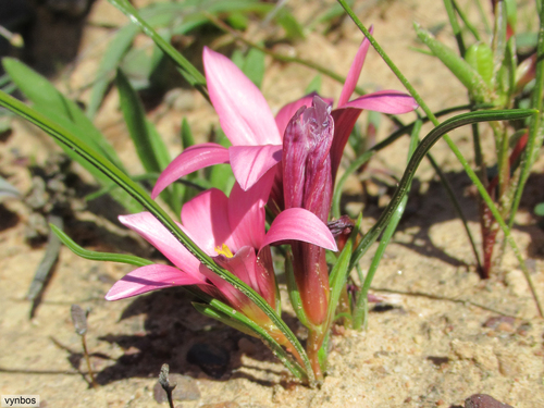 Romulea biflora