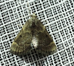 Hypsopygia phoezalis