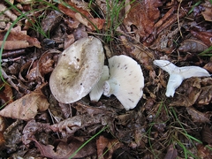 Russula adusta