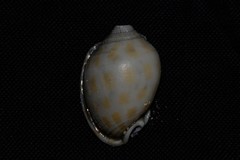 Phalium areola