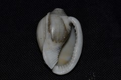 Phalium areola