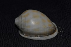 Phalium areola