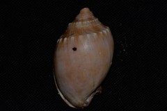 Phalium bandatum