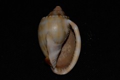 Phalium bandatum