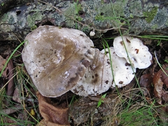 Russula adusta