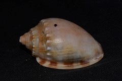 Phalium bandatum