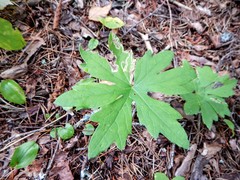 Petasites frigidus