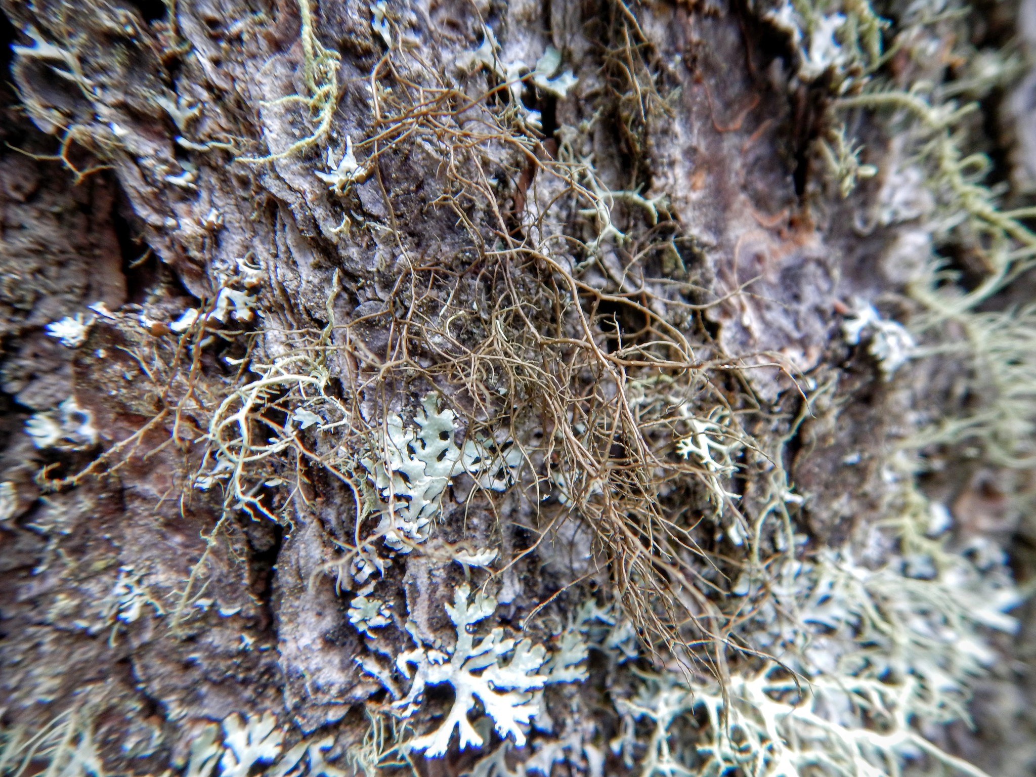 Bryoria image