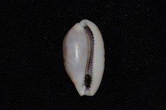 Talostolida pellucens