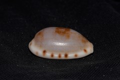 Talostolida pellucens