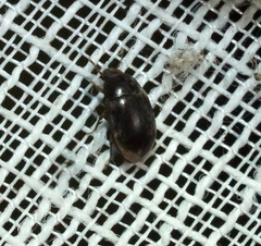 Enneboeus marmoratus