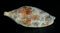 Ericusa papillosa