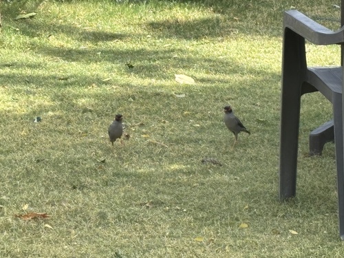 Bank Myna