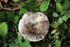 Russula adusta