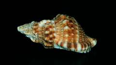 Austrotriton subdistortus