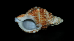 Austrotriton subdistortus