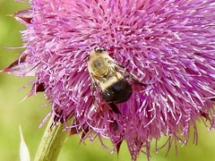 Anthophora montana