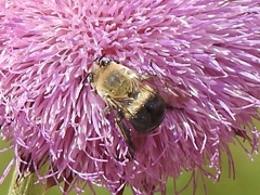 Anthophora montana