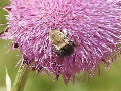 Anthophora montana
